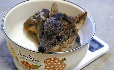 飼料顆粒機械設備：最小品種鹿誕生  真是萌萌噠！